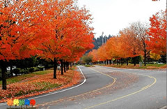 象美国改良红枫、挪威枫等具有鲜明的彩叶特色的彩色落叶阔叶树种是街道、公路两旁的行道树种的优选。这些彩色阔叶树种树形的气势磅礴，提供的遮荫环境很好，冬暖夏凉，秋天景色迷人，色彩丰富，让路人感觉到车移景异的效果。