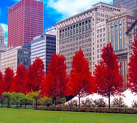 应用于城市风景的美国红枫鉴赏