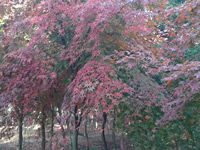 美国鸡爪槭红枫